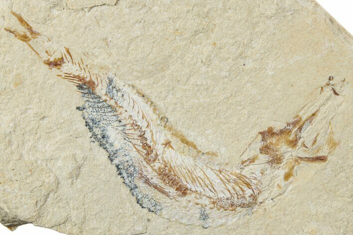 Cretaceous Fossil Fish - Lebanon #238359